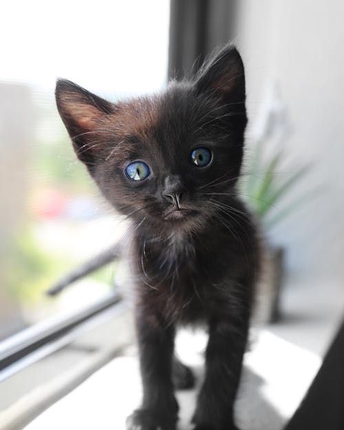 可爱的短毛皮黑色小猫，蓝眼睛 · 免费素材图片
