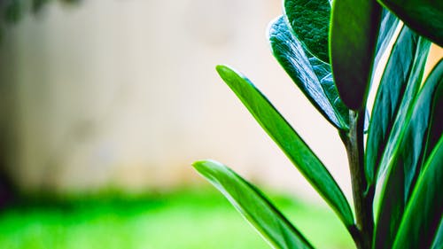 绿叶植物的特写 · 免费素材图片