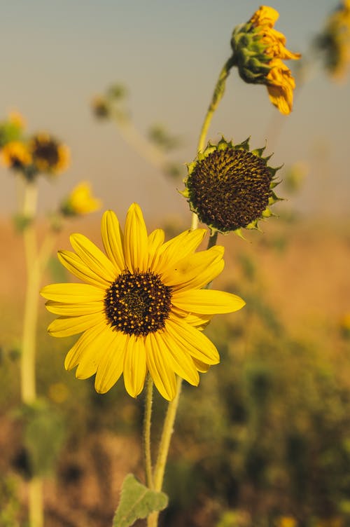 白天的向日葵特写照片 · 免费素材图片