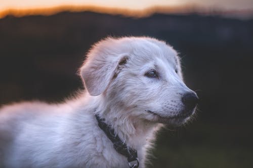 白狗的特写摄影 · 免费素材图片