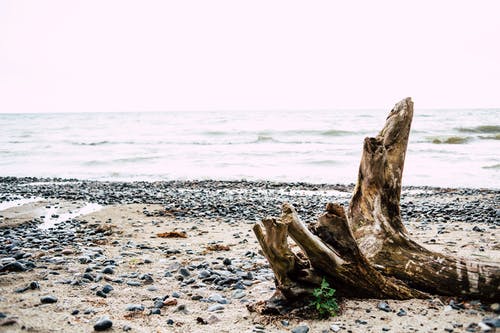 有关岸邊, 樹幹, 波罗的海的的免费素材图片