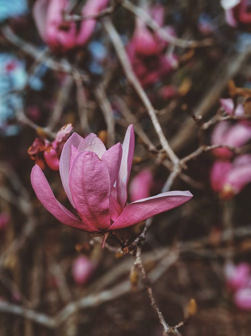 粉色花的照片 · 免费素材图片