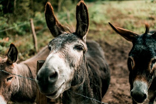 Donkies的照片 · 免费素材图片