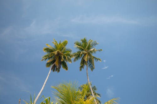 有关低角度拍攝, 棕櫚樹, 椰子樹的免费素材图片