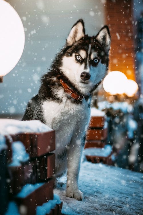 西伯利亚雪橇犬照片 · 免费素材图片