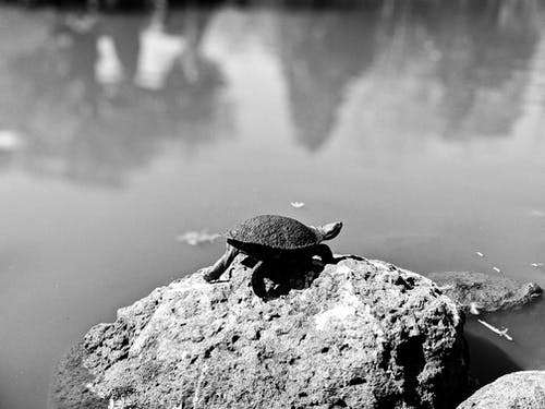 乌龟在岩石上 · 免费素材图片