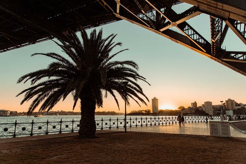 绿叶植物 · 免费素材图片