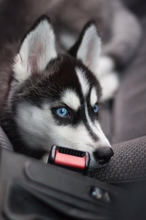 白色和黑色西伯利亚雪橇犬 · 免费素材图片