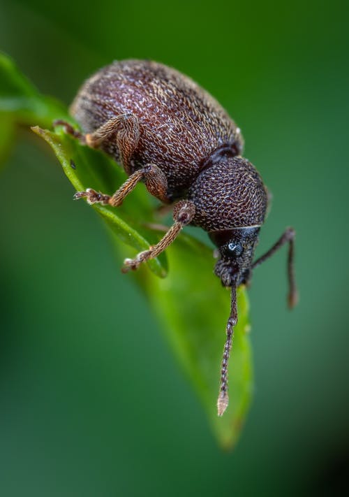 一片叶子上的棕色象甲虫 · 免费素材图片