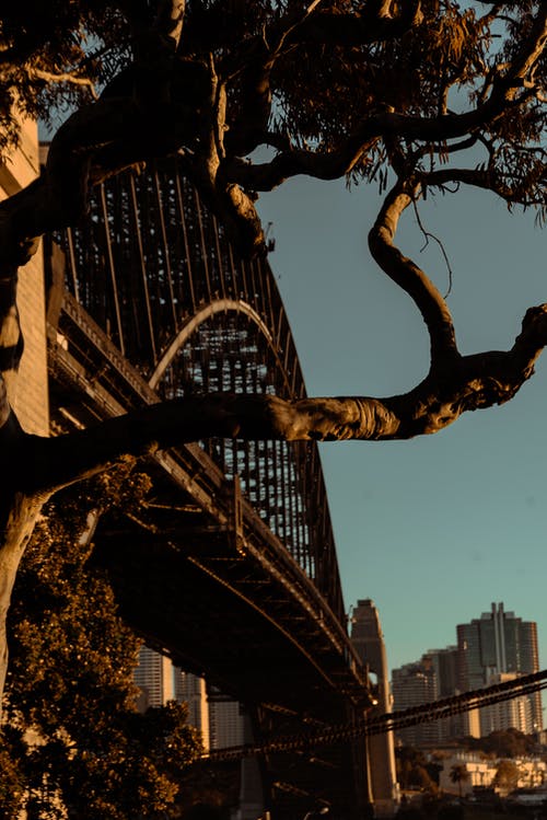 拱桥旁边的棕树 · 免费素材图片