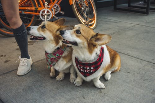 两只科基犬狗坐在人行道上 · 免费素材图片
