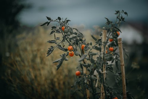 红色水果的选择性聚焦摄影 · 免费素材图片