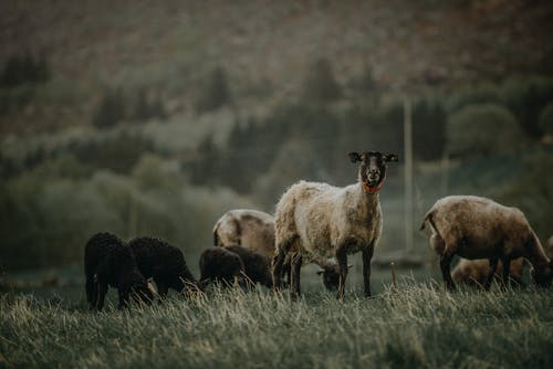 山羊群 · 免费素材图片