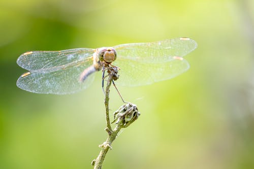 蜻蜓栖息在茎上 · 免费素材图片