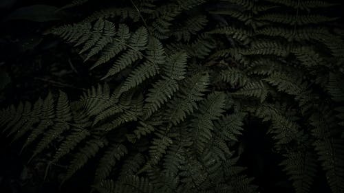 绿蕨植物 · 免费素材图片