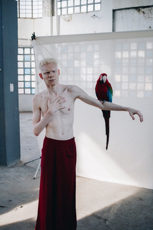 金刚鹦鹉鹦鹉栖息在裸照男子的左臂上 · 免费素材图片