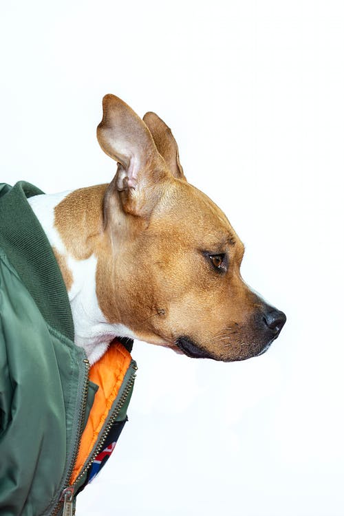 狗的侧视图照片 · 免费素材图片