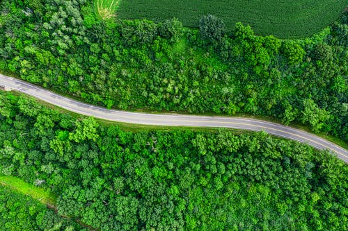 树木之间的道路的航拍 · 免费素材图片