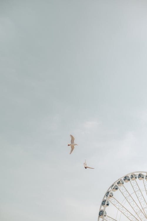 白鸟 · 免费素材图片