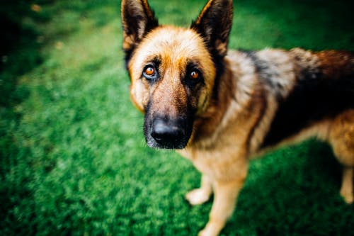 站在绿色草地上的德国牧羊犬 · 免费素材图片