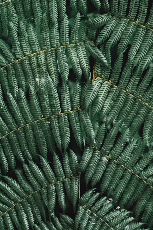 绿叶植物 · 免费素材图片