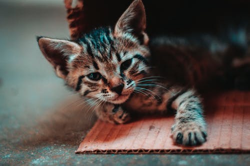 小猫躺在纸板上的特写照片 · 免费素材图片