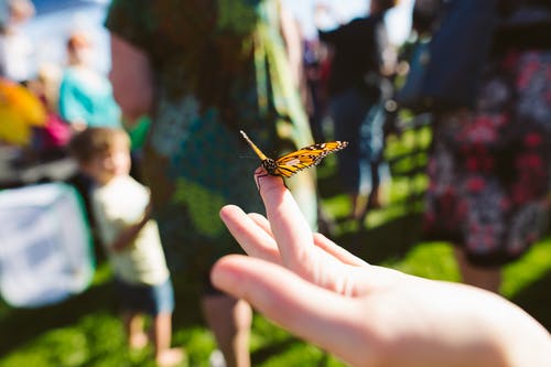 栖息在人的手指上的蝴蝶的选择性聚焦摄影 · 免费素材图片