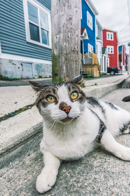 躺在路边的白色和灰色的猫的特写照片 · 免费素材图片