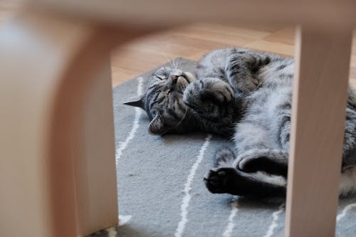 躺着的猫的照片 · 免费素材图片