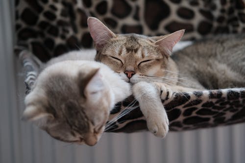 猫一起睡的照片 · 免费素材图片
