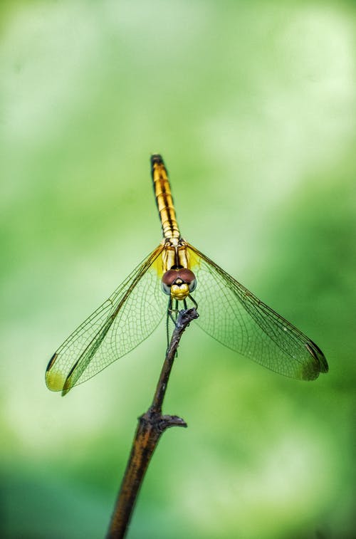 黄蜻蜓栖息在树枝上 · 免费素材图片