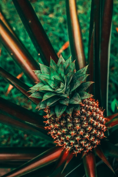 绿色菠萝果实的选择性聚焦摄影 · 免费素材图片