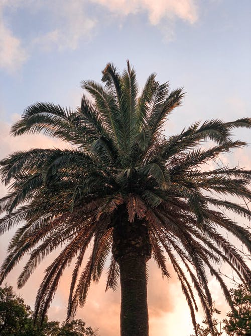 黄金时段的棕榈树 · 免费素材图片
