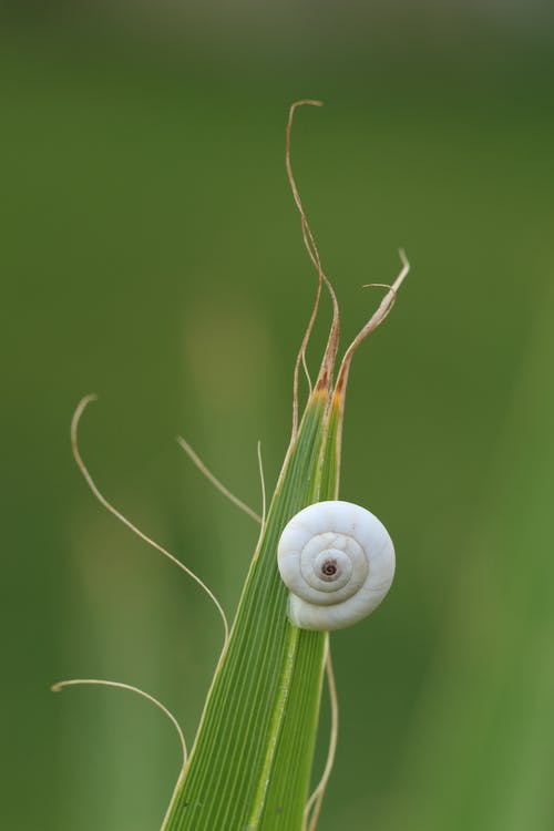 白蜗牛壳 · 免费素材图片
