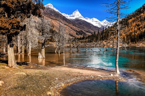 灰色裸树 · 免费素材图片