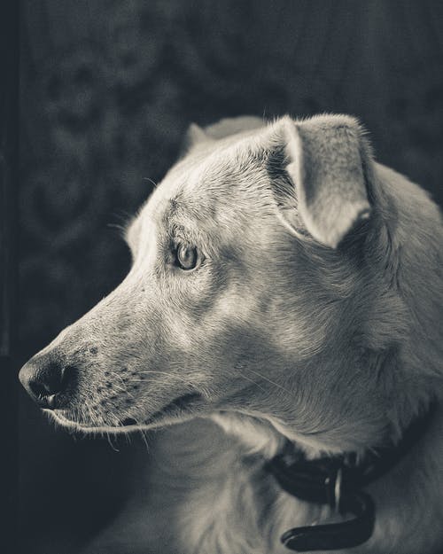 狗的单色侧视图照片 · 免费素材图片