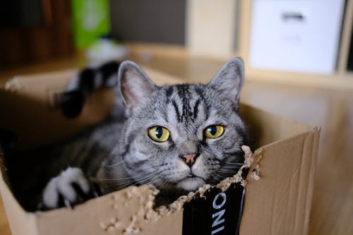 棕色盒子的灰色虎斑猫 · 免费素材图片