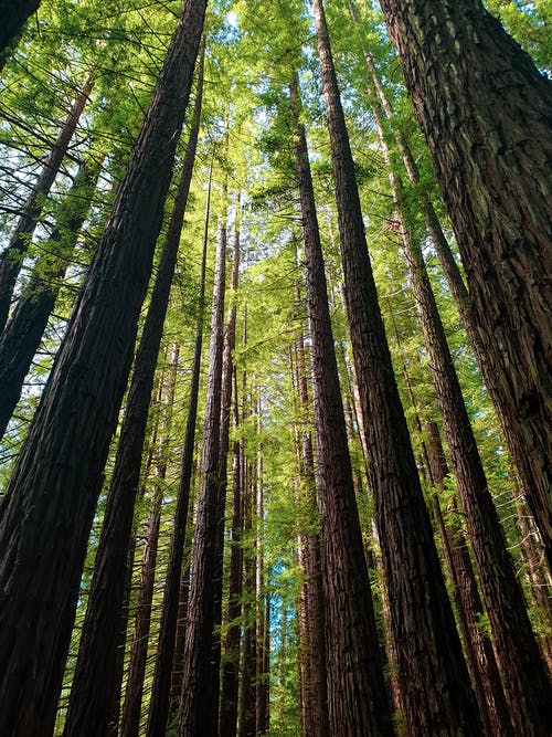 高大的树木的低角度摄影 · 免费素材图片