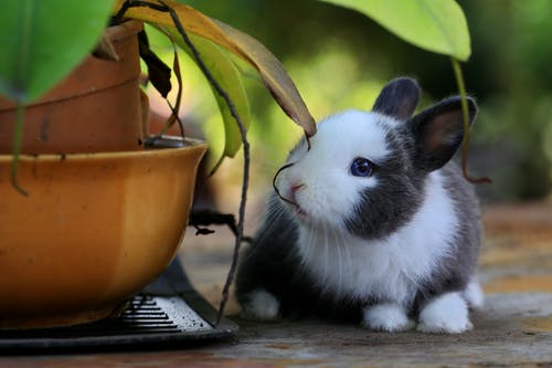 除了盆栽植物的兔子 · 免费素材图片