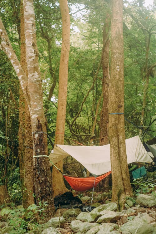 在树下的吊床帐篷 · 免费素材图片