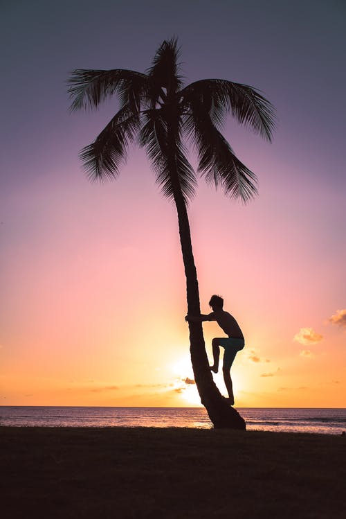 人在椰子树上的剪影 · 免费素材图片