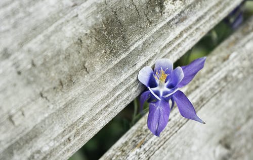 紫色花瓣 · 免费素材图片
