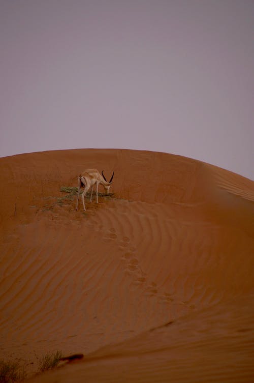 棕色羚羊 · 免费素材图片