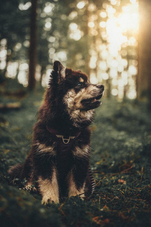 一只爱犬在森林里 · 免费素材图片