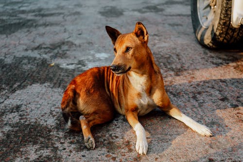 棕色的狗，坐在地上的照片 · 免费素材图片