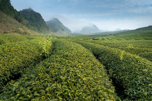 绿色种植园 · 免费素材图片