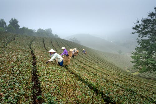 白天的农田风景照片 · 免费素材图片