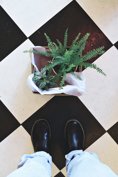 蕨类植物在锅上 · 免费素材图片