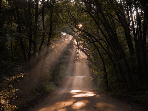 阳光穿过树林的未铺路 · 免费素材图片