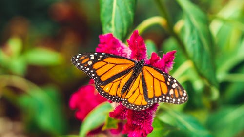 选择性聚焦摄影的橙色蝴蝶 · 免费素材图片
